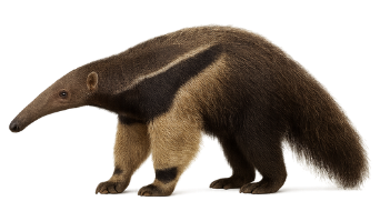 TAMANDUA.png