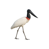 TUIUIU.png