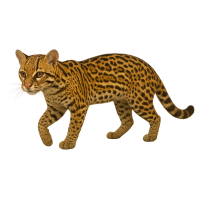 JAGUATIRICA.png