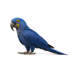 ARARA AZUL.png