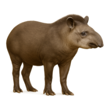 ANTA.png