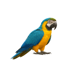 ARARA CANINDÉ.png