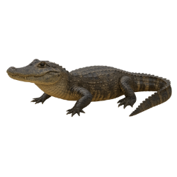 JACARÉ.png
