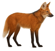 LOBO GUARA.png