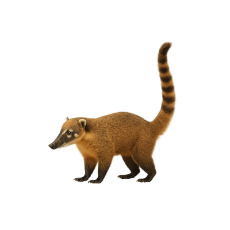 QUATI.png